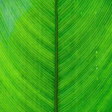 Plant leaf